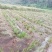 石菖蒲除草剂加助剂九节菖蒲除草剂不伤苗