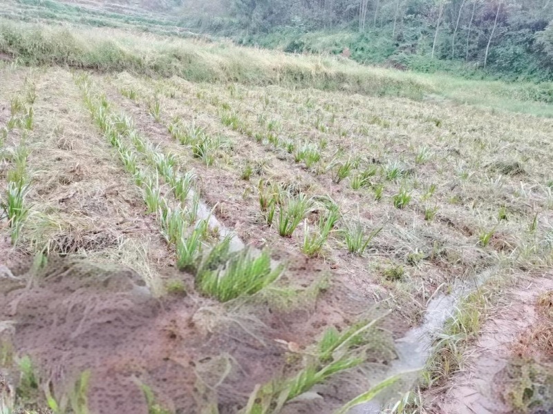 石菖蒲除草剂加助剂九节菖蒲除草剂不伤苗