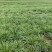 石菖蒲除草剂加助剂九节菖蒲除草剂不伤苗