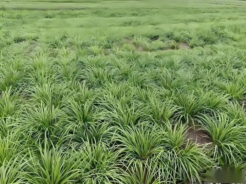 石菖蒲除草剂加助剂九节菖蒲除草剂不伤苗