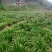石菖蒲除草剂加助剂九节菖蒲除草剂不伤苗
