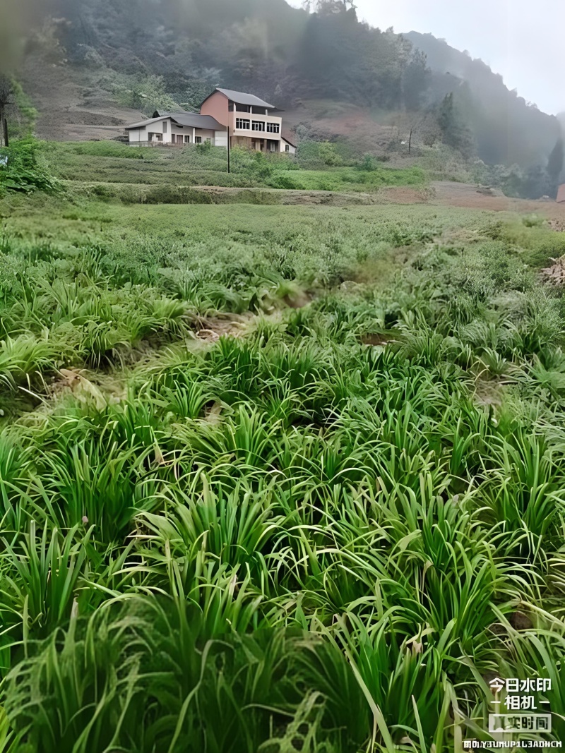 石菖蒲除草剂加助剂九节菖蒲除草剂不伤苗