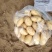 精品沃土土豆货源充足量大从优质量保证欢迎咨询