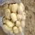 精品沃土土豆货源充足量大从优质量保证欢迎咨询