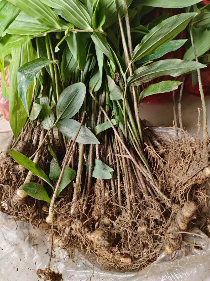 黄精苗3年露天块茎练化苗饼状生长产量高含量高