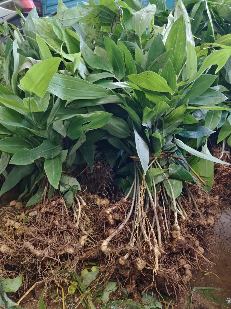 黄精苗3年露天块茎练化苗饼状生长产量高含量高