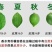 广东无籽香水柠檬