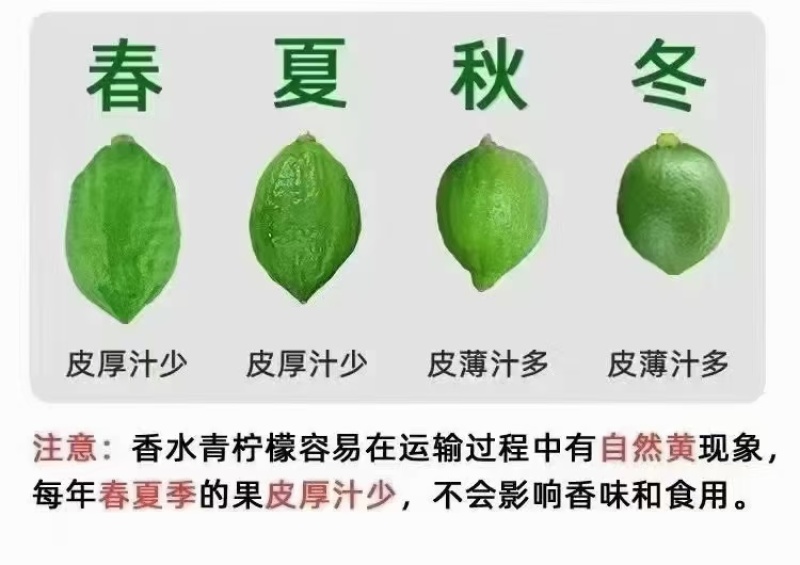 广东无籽香水柠檬