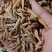 麦冬，川麦冬，野生地麦冬！无硫工艺，产地批发包邮