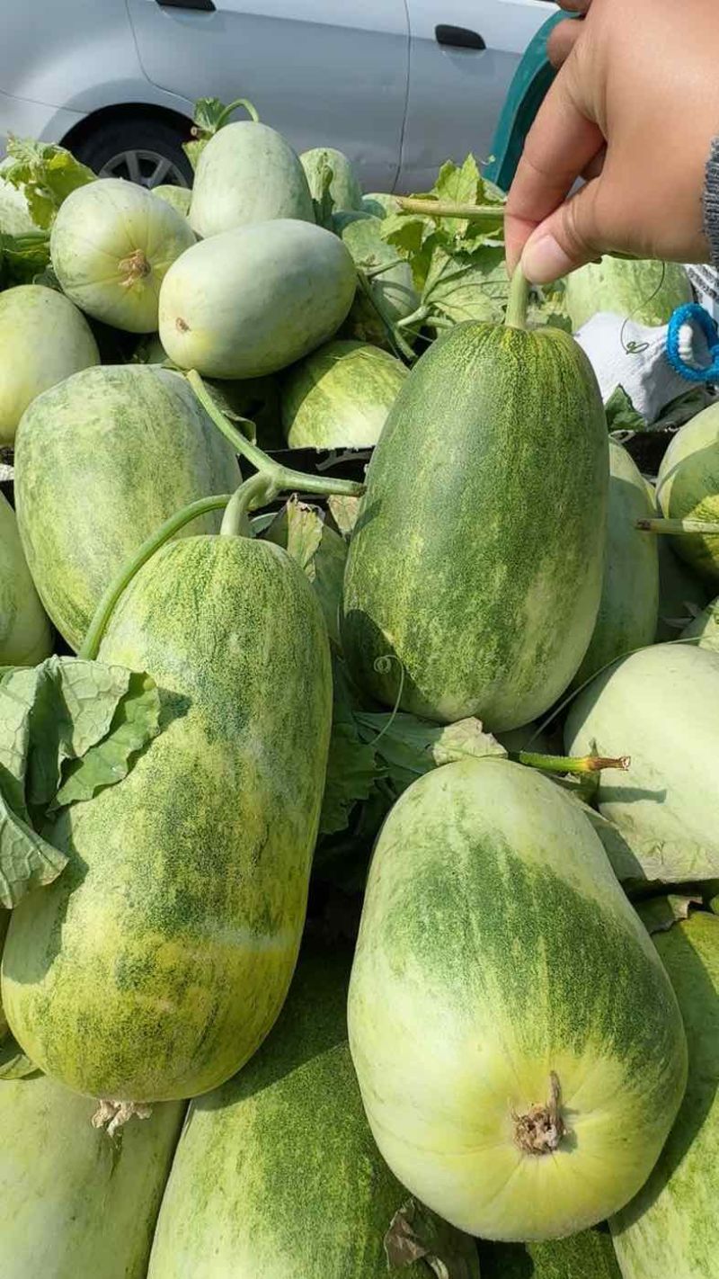 山东甜瓜（热卖）甜如蜜供电商，市场，超市，社团，赶集大量有货