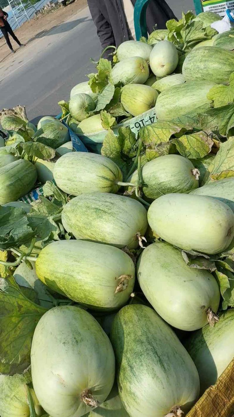 山东甜瓜（热卖）甜如蜜供电商，市场，超市，社团，赶集大量有货