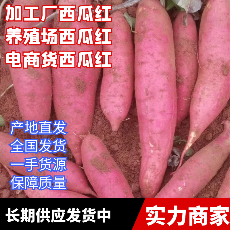 广东湛江产区工厂西瓜红养殖场西瓜红大量供应产地直发