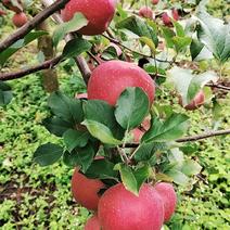 贵州威宁红苹果