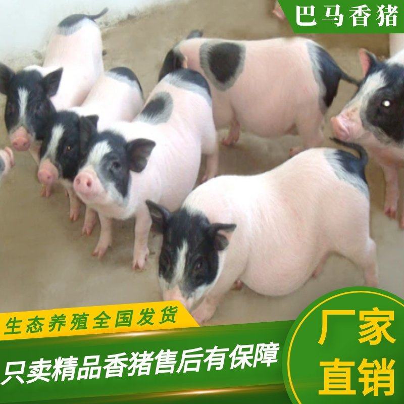巴马香猪350