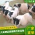 巴马香猪350