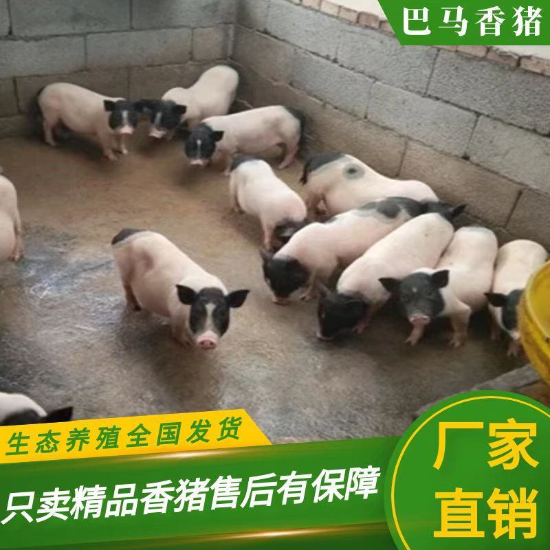 巴马香猪350