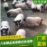 巴马香猪350