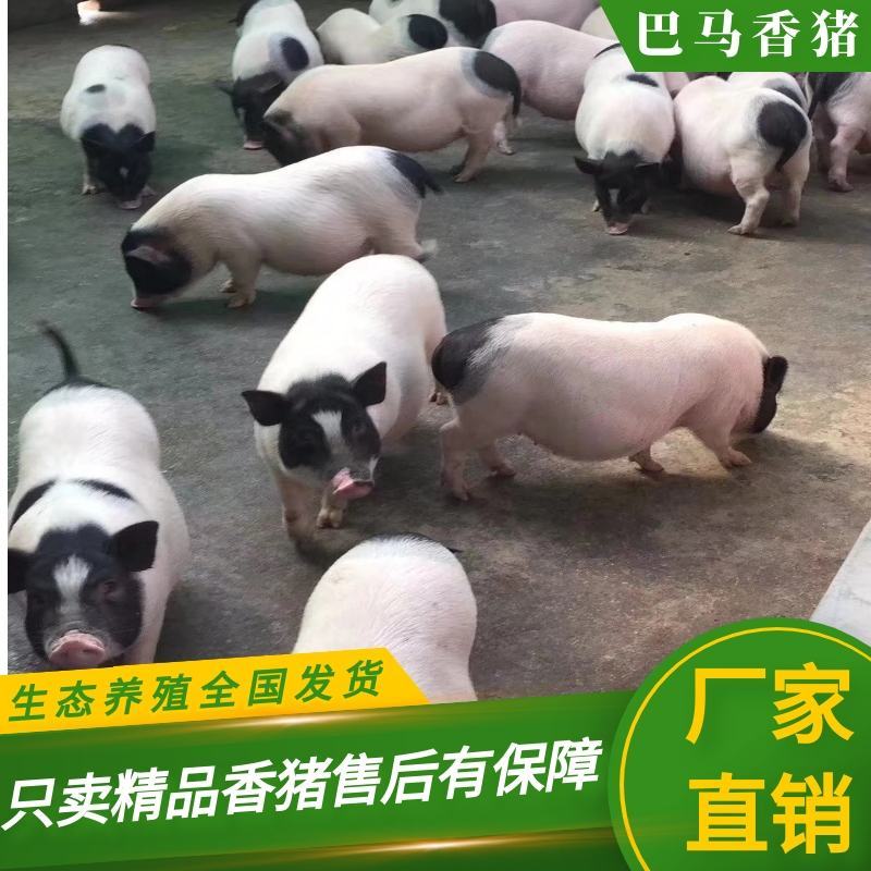 巴马香猪350
