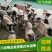 巴马香猪350