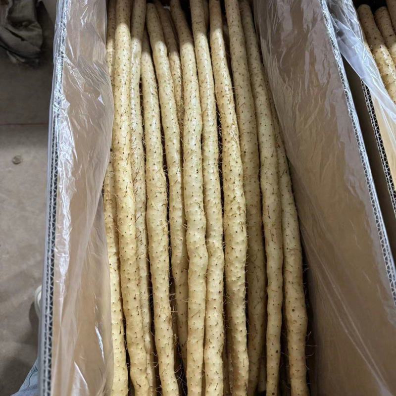精品小白嘴山药产地直发一手货源量大从优欢迎咨询