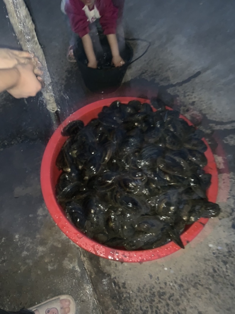 河蚌