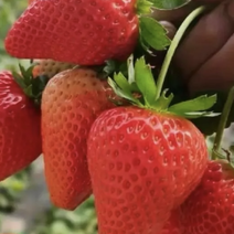 [热卖]云南精品蒙特瑞草莓自家基地种植全年供货