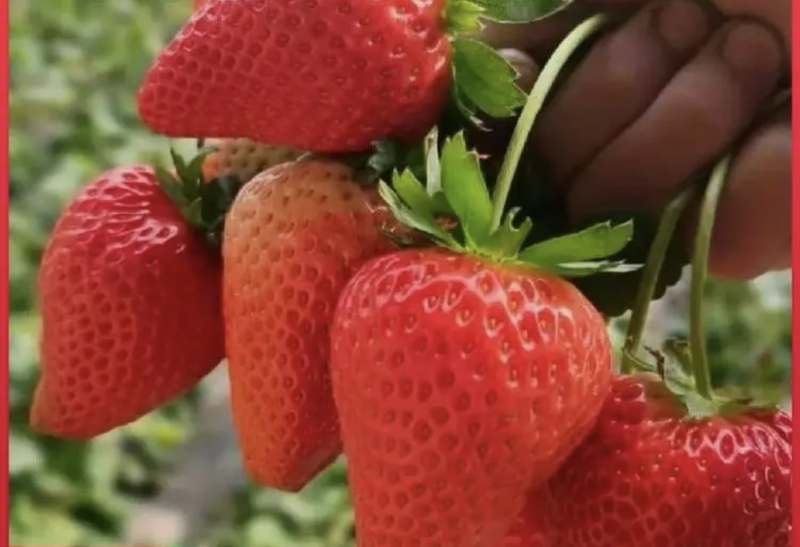云南会泽草莓