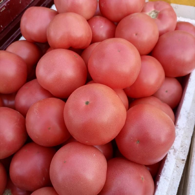 硬粉西红柿大量上市品质好可全国发货欢迎咨询