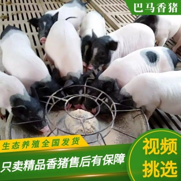 巴马香猪