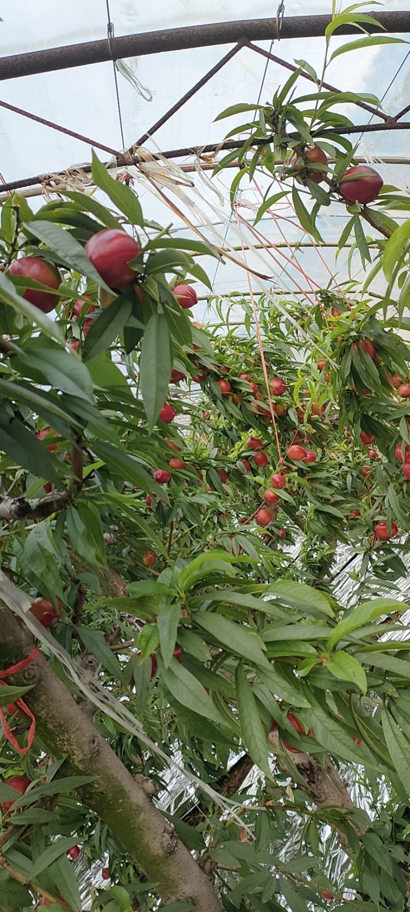 山西大棚油桃大量上市，需要的老板看过来。