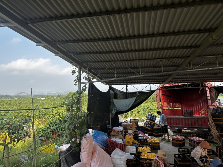 广西金煌芒芒果运输装车现场