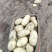 精品沃土5号土豆品质好，个头大一手货源产地直发