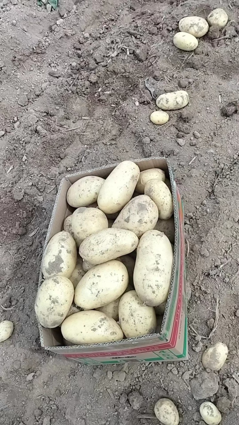 精品沃土5号土豆品质好，个头大一手货源产地直发