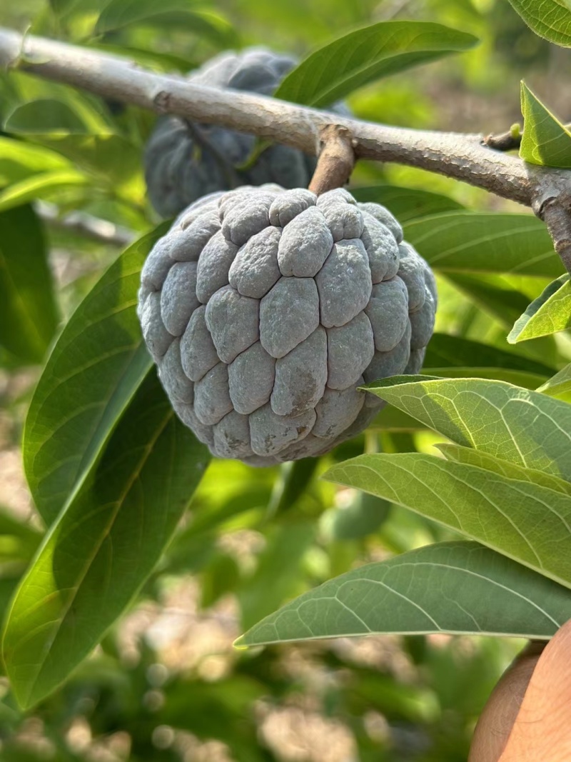 玫瑰释迦苗