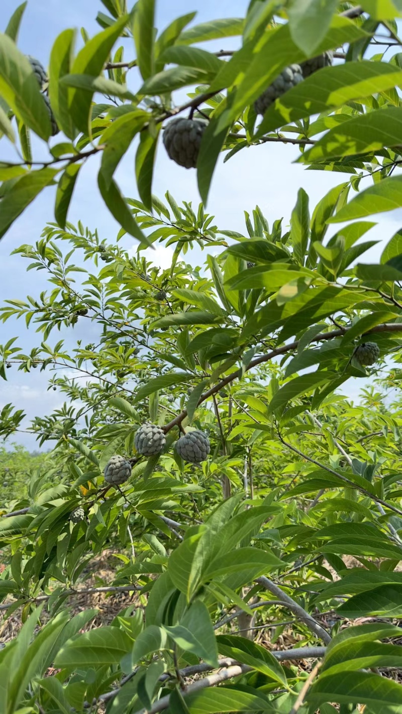 玫瑰释迦苗