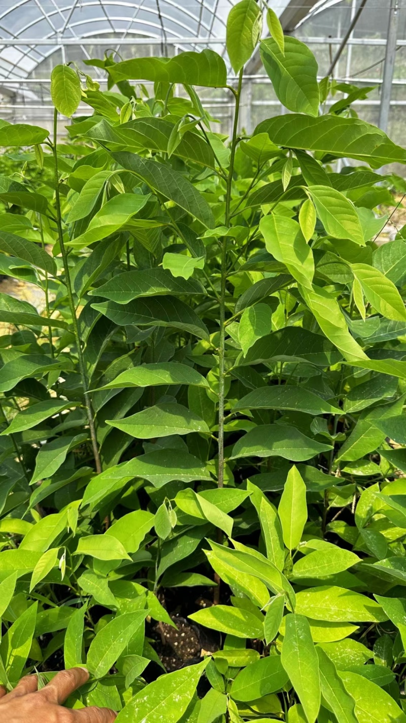 玫瑰释迦苗