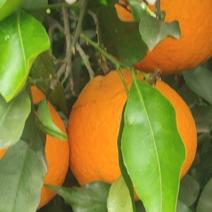 青见果冻橙，品质保正，好货推送，低价销售，5毛至1元