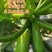 CH124耐热越夏西葫芦，抗病性强，座果好颜色绿