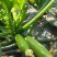 CH124耐热越夏西葫芦，抗病性强，座果好颜色绿