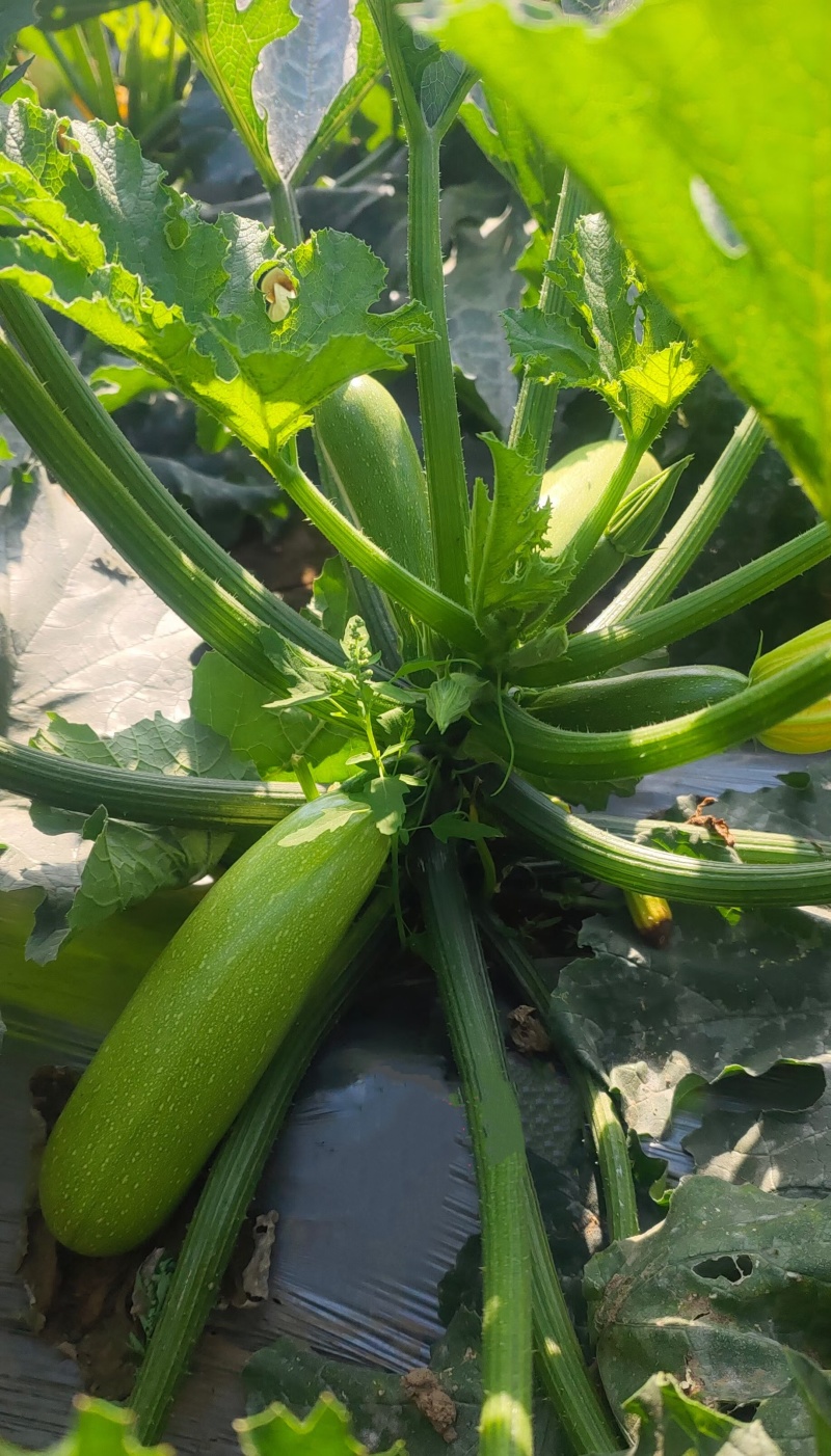 CH124耐热越夏西葫芦，抗病性强，座果好颜色绿