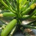 CH124耐热越夏西葫芦，抗病性强，座果好颜色绿