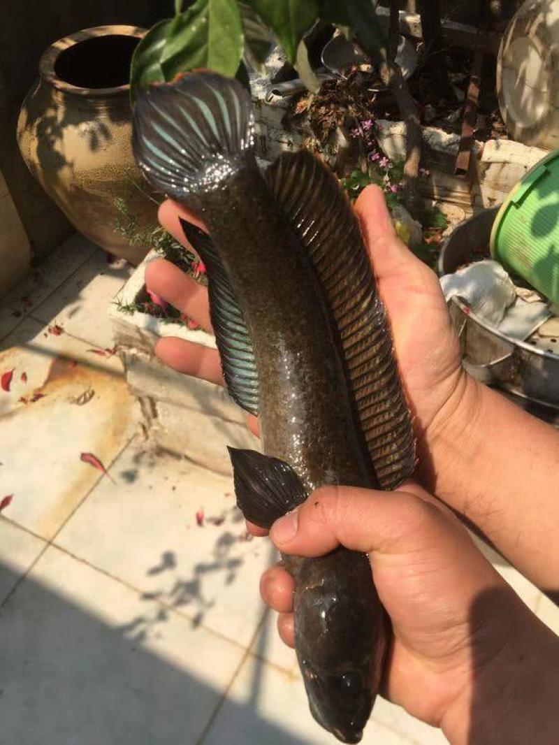 南鳢彩虹雷龙沙塘鳢需要的联系质量保证包活