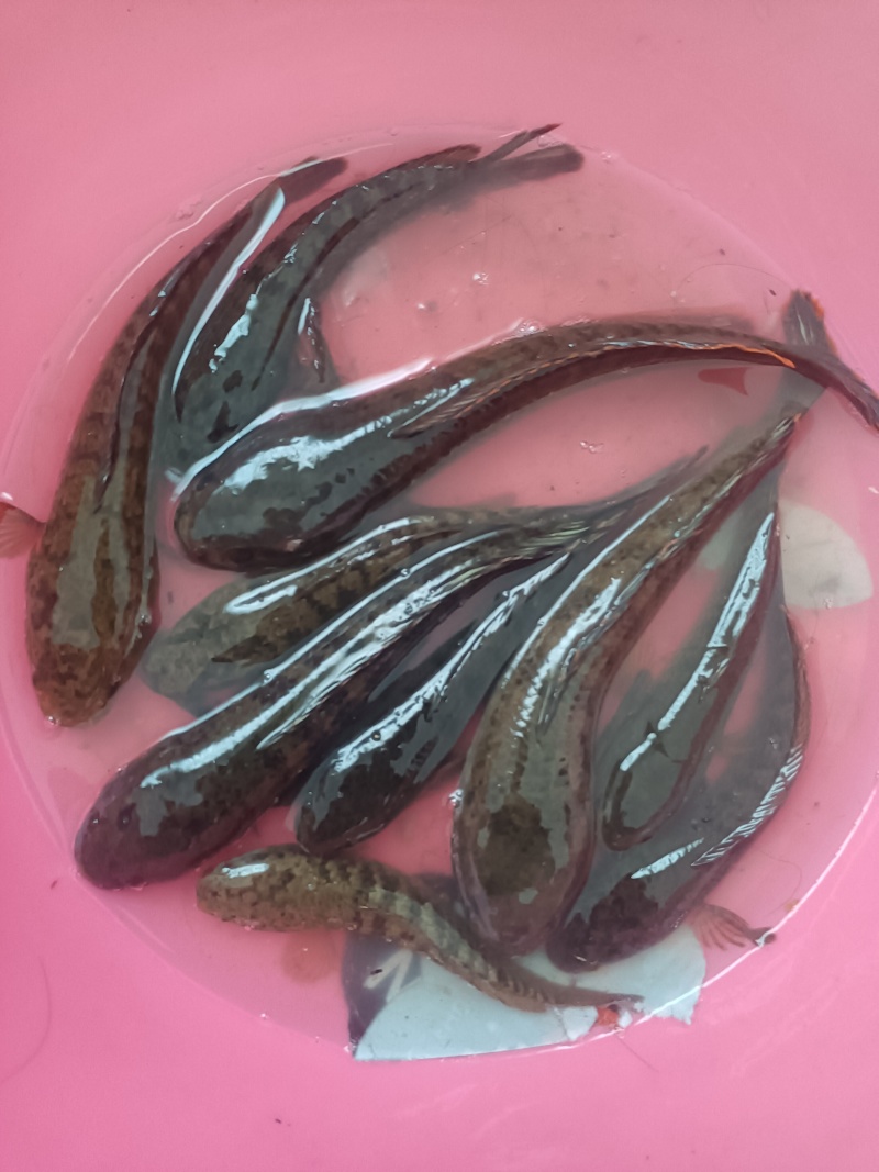 南鳢彩虹雷龙沙塘鳢需要的联系质量保证包活