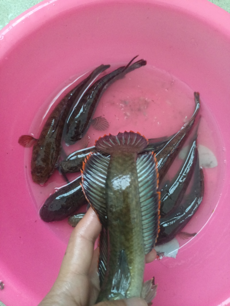 南鳢彩虹雷龙沙塘鳢需要的联系质量保证包活