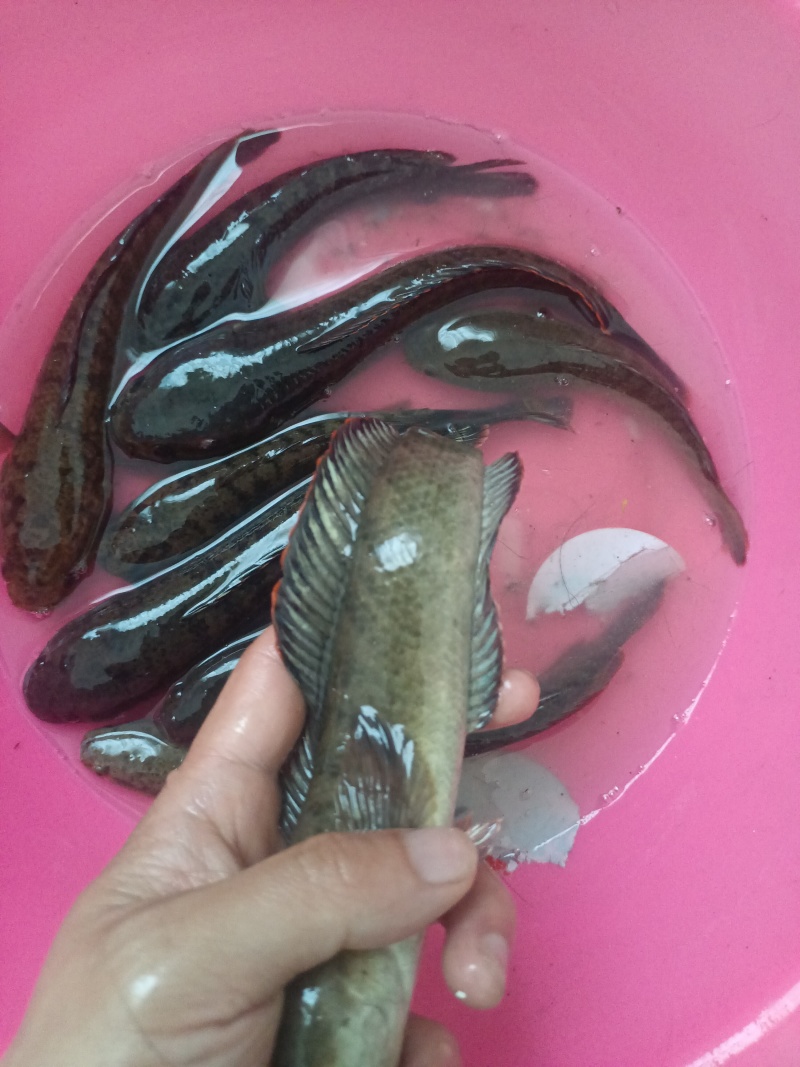 南鳢彩虹雷龙沙塘鳢需要的联系质量保证包活
