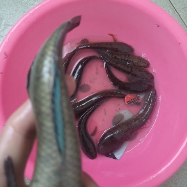 南鳢彩虹雷龙沙塘鳢需要的联系质量保证包活