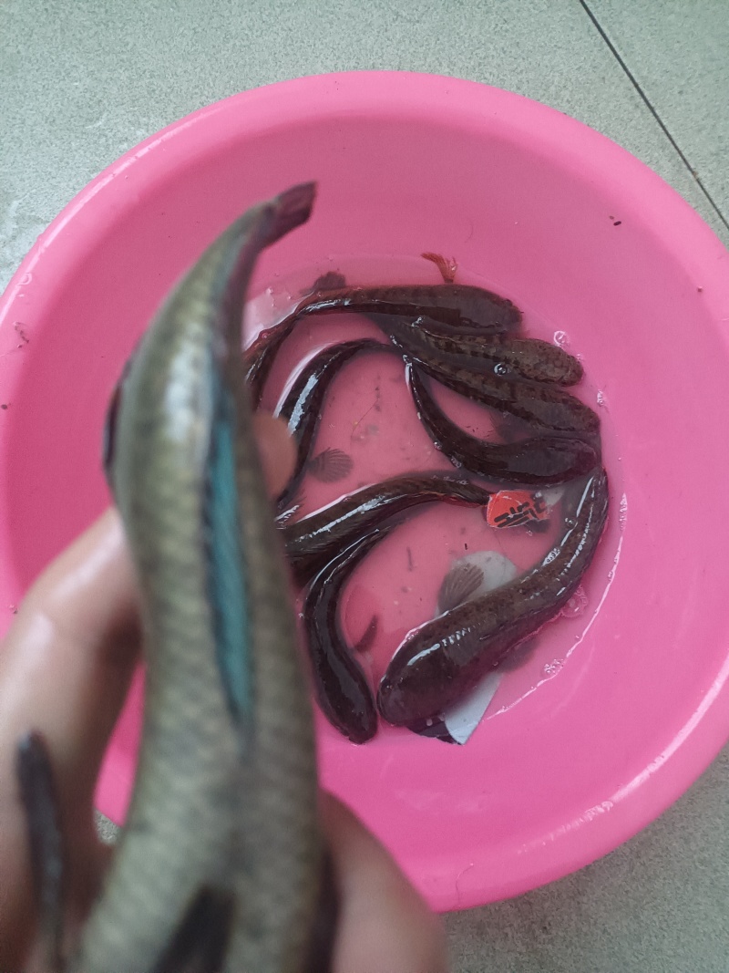 南鳢彩虹雷龙沙塘鳢需要的联系质量保证包活