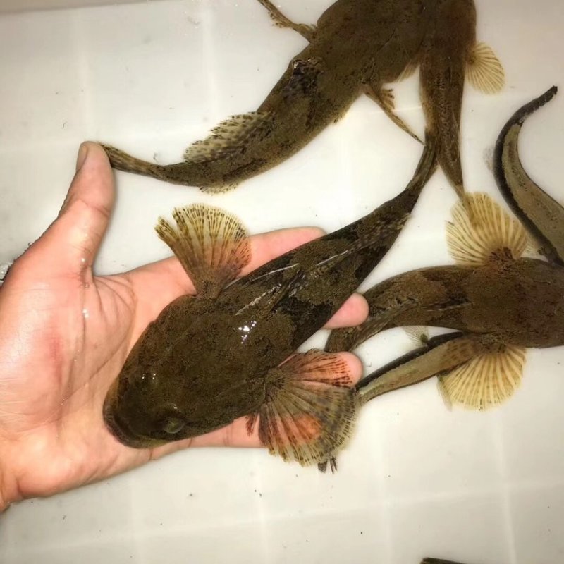 南鳢彩虹雷龙沙塘鳢需要的联系质量保证包活