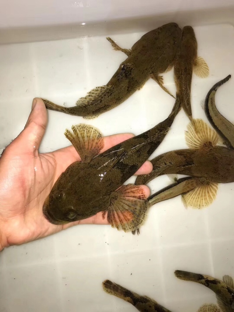 南鳢彩虹雷龙沙塘鳢需要的联系质量保证包活