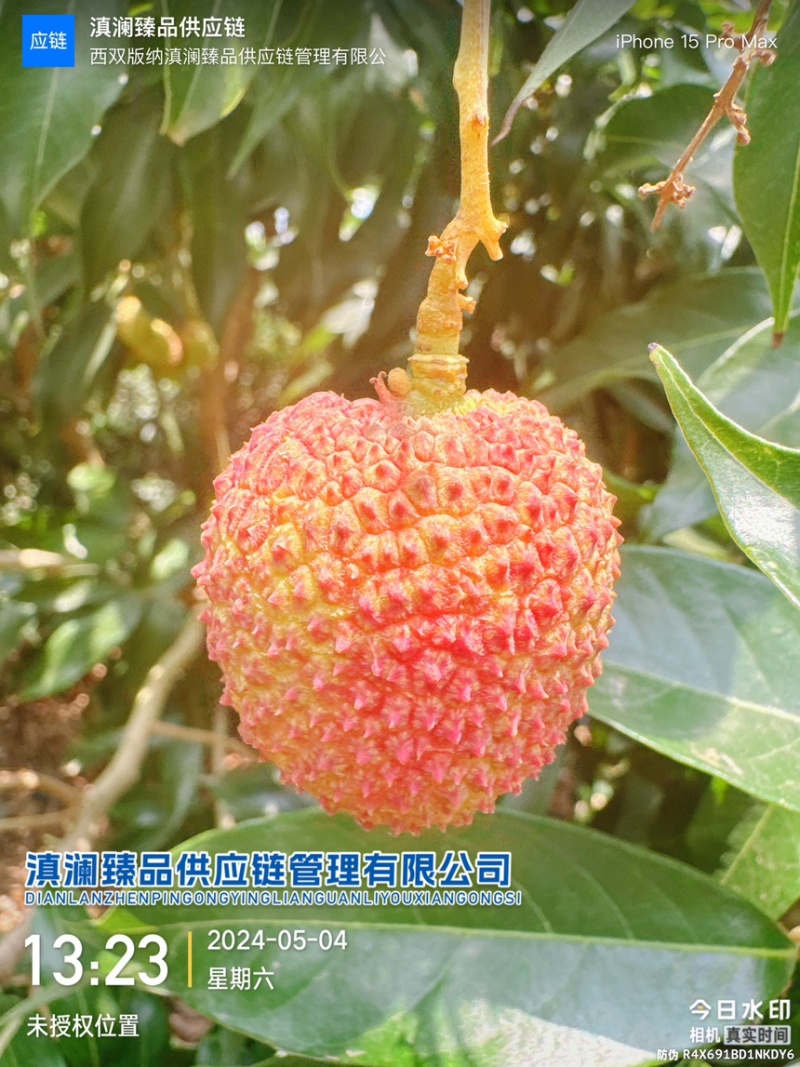 “一骑红尘妃子笑，无人知是荔枝来。”--妃子笑